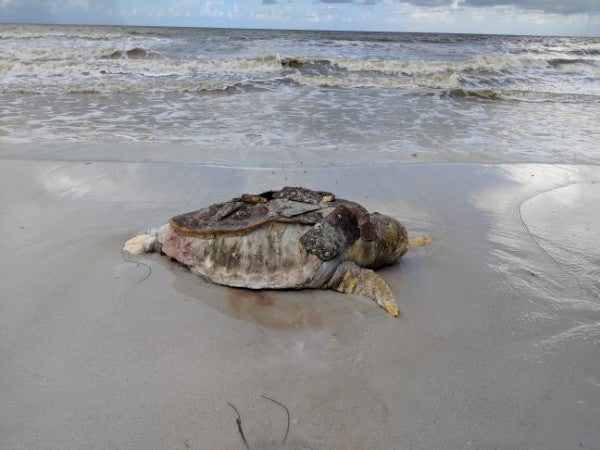turtle_irms.jpg